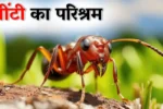चींटी का परिश्रम | CHINTI KA PARISHRAM | Motivational Story | Short Motivational Story in Hindi